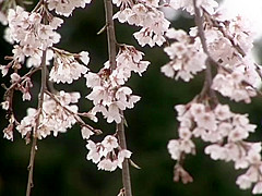 [YUYU-001] OFFICE LESBIAN TRAINING: INNOCENT WORKER’S F