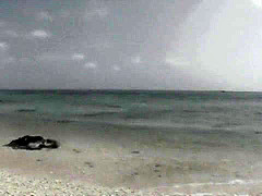 Exotic Japanese model in Incredible Beach, Creampie JAV scene