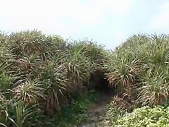 Incredible Japanese model Hitomi Tanaka in Hottest Outdoor, Big Tits JAV clip