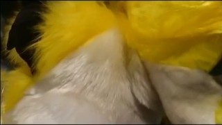 Fursuit foxy sex