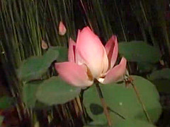 Best Japanese girl Risa Coda in Hottest Striptease, Public JAV movie