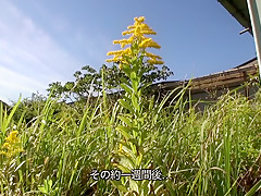 Exotic Japanese chick in Incredible JAV censored Swallow, MILFs clip