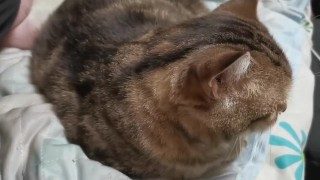 香水/瑛人 猫に歌ってみた!!