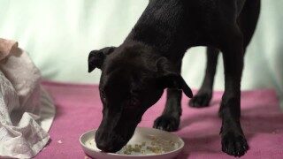 Phoenix Marie’s Premium favorite NAKED BITCH at the Park LEAKED